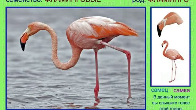 Фламинго. Голоса птиц
