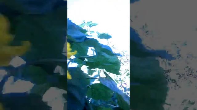 подсолнухи на даче 2016 смотреть онлайн