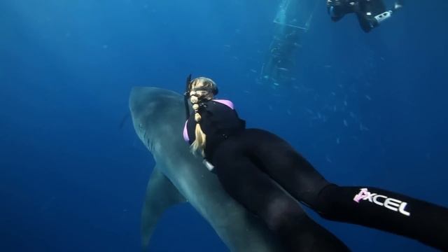 Оушен Рамси плавает с акулами смотреть онлайн