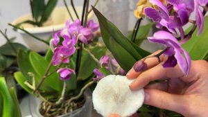 Черная плесень на листьях орхидеи! Что делать с орхидеей после покупки? Обрабатываем листья орхи