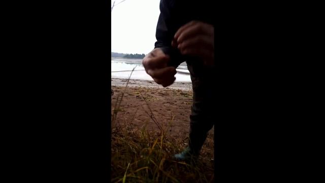 Ноябрьский коп
