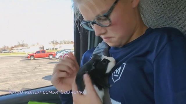 Домашние животные в семье Савченко / Корги, Кот, Морские свинки смотреть онлайн