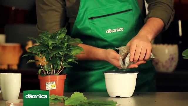 Dārznīcas padomi: kafijas koks mājās смотреть онлайн