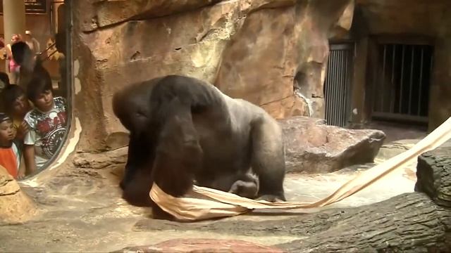 Горилла  нюхает свой палец,смешные видео приколы