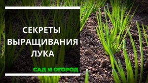 Репчатый лук Секреты выращивания хорошего и крупного урожая