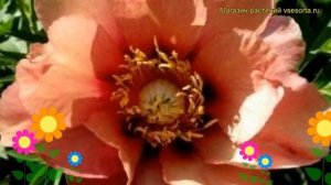 Пион ито Олд Роуз Денди. Краткий обзор, описание характеристик paeonia itoh Old Rose Dandy