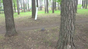 Голуби и пение птиц в майском утреннем парке п Кулотино