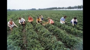 Новые и старые сорта клубники. В чём разница. Подарок - неизвестный советский сорт