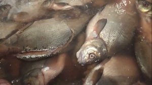 Лещ холодного копчения