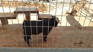 Козел чихает. Goat sneezes