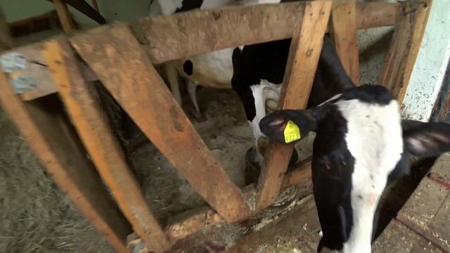 Раздой коровы