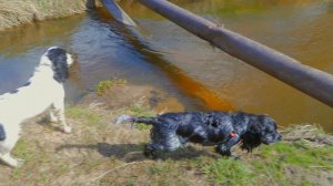 ПРОГУЛКА РУССКИЙ ОХОТНИЧИЙ СПАНЕЕЛЬ- СОБАКИ _ КУСАКИ.mp4