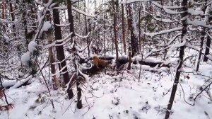 Промысел в тайге Насторожка дальнего круга часть 2