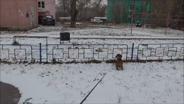 ВЛОГ В СИБИРИ ЛЕТО?? ПЕРВЫЙ СНЕГ смотреть онлайн