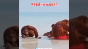 День извинений!