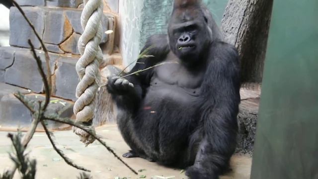 ГОРИЛЛА с московской пропиской. смотреть онлайн