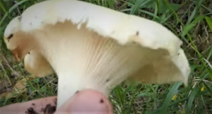 Пошла полоса белых груздей! Грибы Ленинградской области, июнь, 2020.