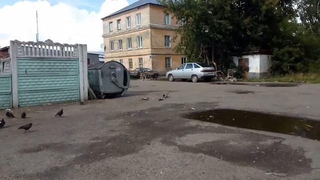 Голубь занимается канибализмом. Скоро выйдем на улицы кормить голубей. смотреть онлайн