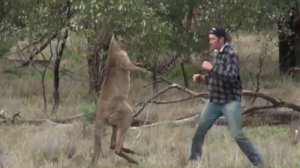 Примчался на помощь собаке против кенгуру