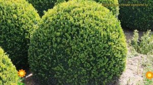 Самшит вечнозеленый Ротандифолия. Краткий обзор, описание buxus sempervirens Rotundifolia