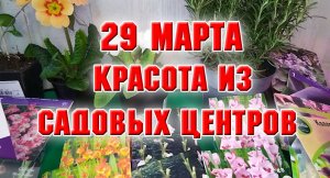 29 марта. Красота из садового центра