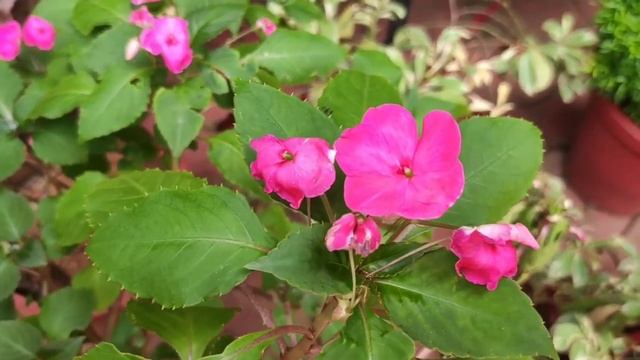 20 Easy to Care OUTDOOR FLOWERING PLANTS ? Plant Names, Propagation, Care ? #garden