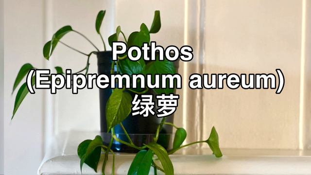 15 Low-Maintenance Indoor Plants (15 种易维护室内植物) смотреть онлайн