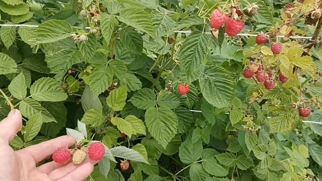 /Малина Маравилла! /Плодоношение на пршлогодних побегах! / смотреть онлайн