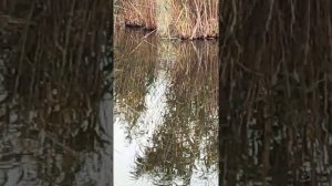 Краснодар, рыбалка,карасуны