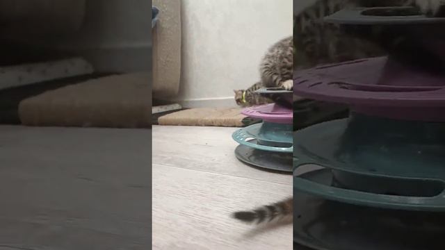 котята бенгалы бегают по дому и играют. больше видео у нас в Инстаграме. есть доставка котят по мир