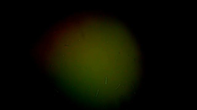 2013 11 25 бактерии аптечного Нарине