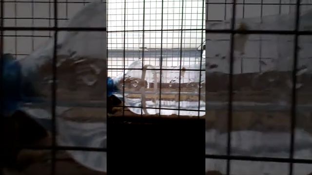 Курятник заселили. Куры загорская лососевая и мини леггорны. Кормушки и поилки на скорую руку. смотреть онлайн