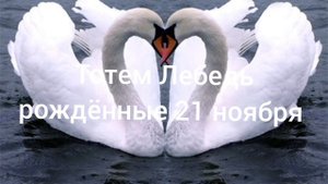 Тотем Лебедь рождённые 20 ноября