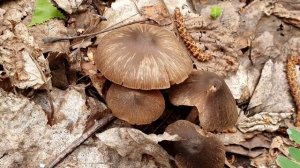 Гриб волоконница