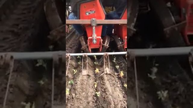 Dicentra's planten in Limburg смотреть онлайн