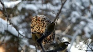 Съедобная кормушка для зимующих птиц\Edible feeder for wintering birds