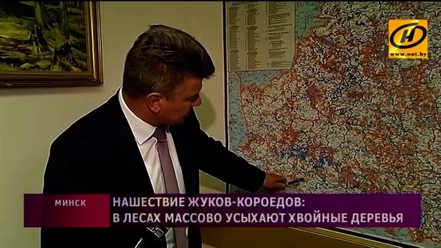 Нашествие жуков-короедов в нескольких районах Беларуси грозит экологической катастрофой смотреть онлайн