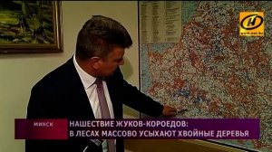 Нашествие жуков-короедов в нескольких районах Беларуси грозит экологической катастрофой