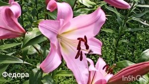 Лилии ОТ- гибриды: Sensi, Holland beauty, Pontiac, Eastern moon и т.д.