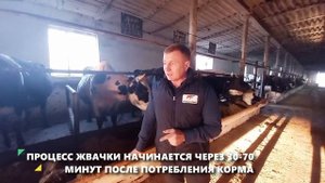 Жвачка у коровы. Пищеварение коровы.