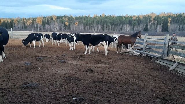стадо ??????коров и Быков и бычков смотреть онлайн