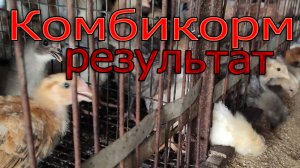 Комбикорм для цыплят. Результат кормления. цыплят.