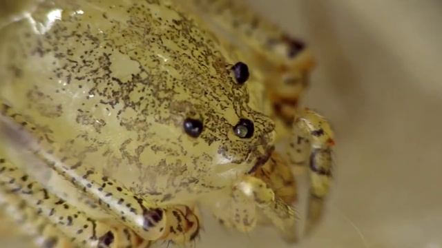 20 МЕРЗКИХ НАСЕКОМЫХ ЖИВУЩИХ в НАШЕЙ КВАРТИРЕ