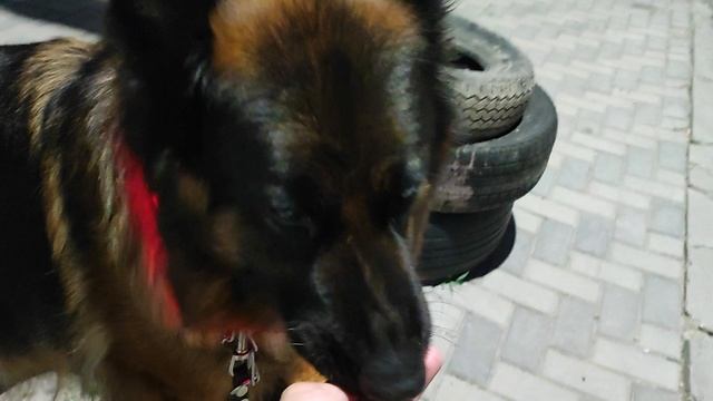 Вчера на вечерней прогулке с Жасминкой обнаружили большую брошенную покрышку.