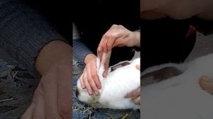 Лечим ушки кролику.Домашнее кролиководство