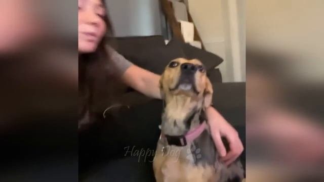 Забавные животные