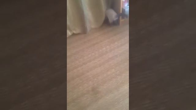 Реинкорнация духа Диего Марадоны а кота смотреть онлайн