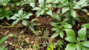 Пахизандра верхушечная (Pachysandra terminalis) в Симферополе