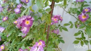 Роза Purple Skyliner (Скайлайнер)