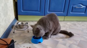 Голодный кот Тихон просит есть